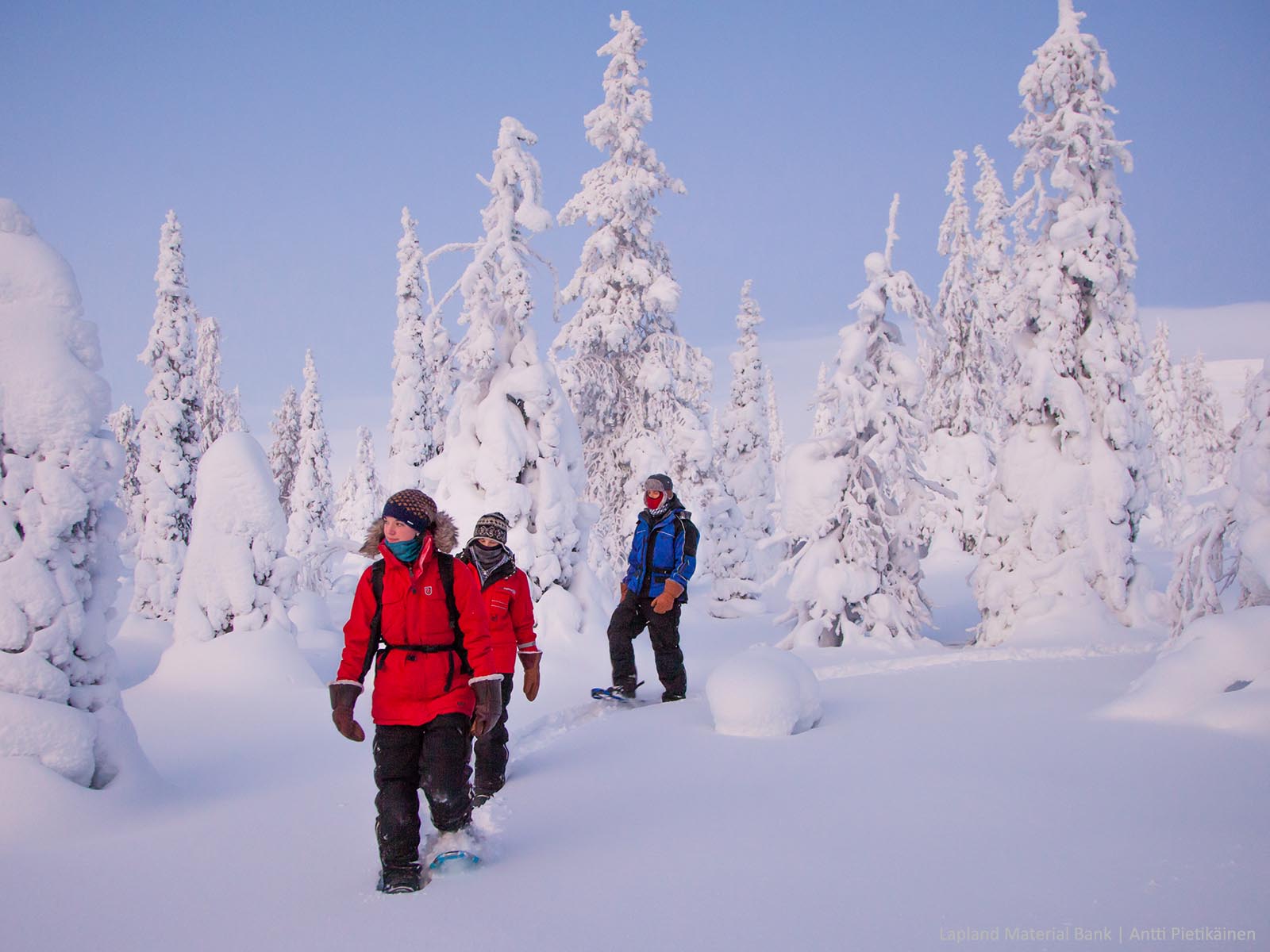 3 people in winter clothing walk on snowshoes through a snow-laden landscape in Finnish Lapland 