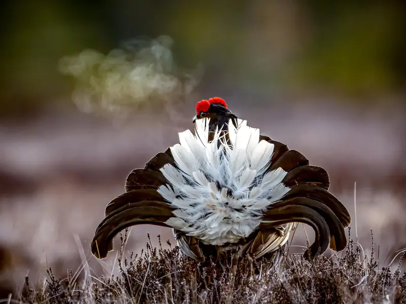 A Black Grouse with red head crest fans it's tail features in the morning mist
