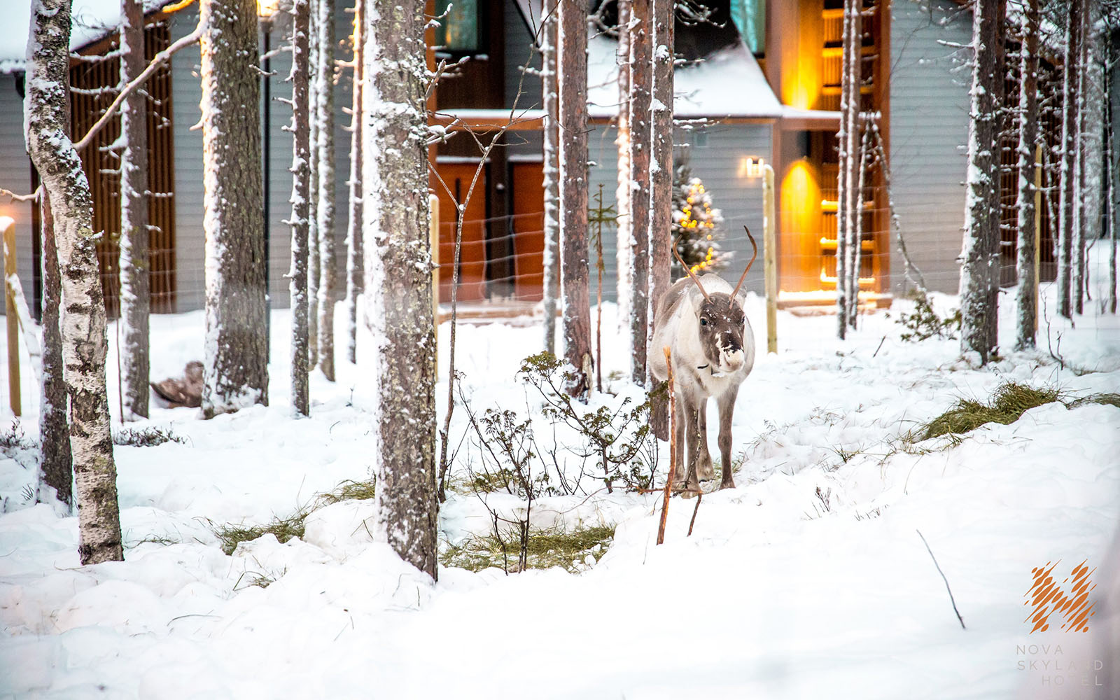 A lone reindeer stands in the snow amongst the trees in the fenced enclosure overlooked by the guest rooms at Nova Skyland in Rovaniemi, Finnish Lapland 