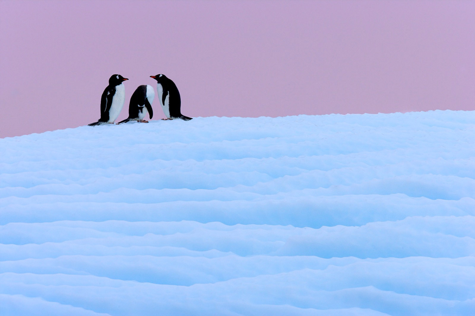 Three penguins on the horizon on ice at sunset, Antarctica