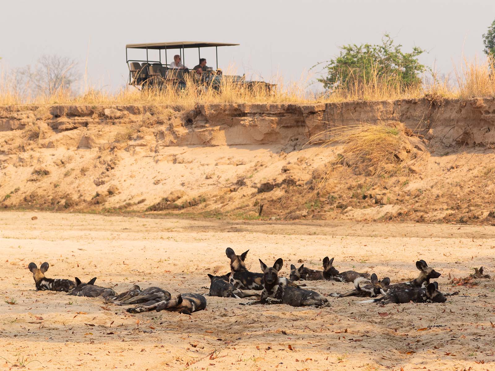 Safari guide and guests in a vehicle observing African wild dogs, or painted wolves, on a riverbed in South Luangwa National Park; photograph taken on safari in Zambia by Wildlife & Wilderness