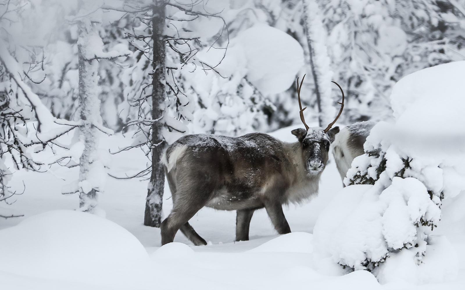A reindeer with antlers glancing at the camera in very deep snow in a Finnish taiga forest in Lapland