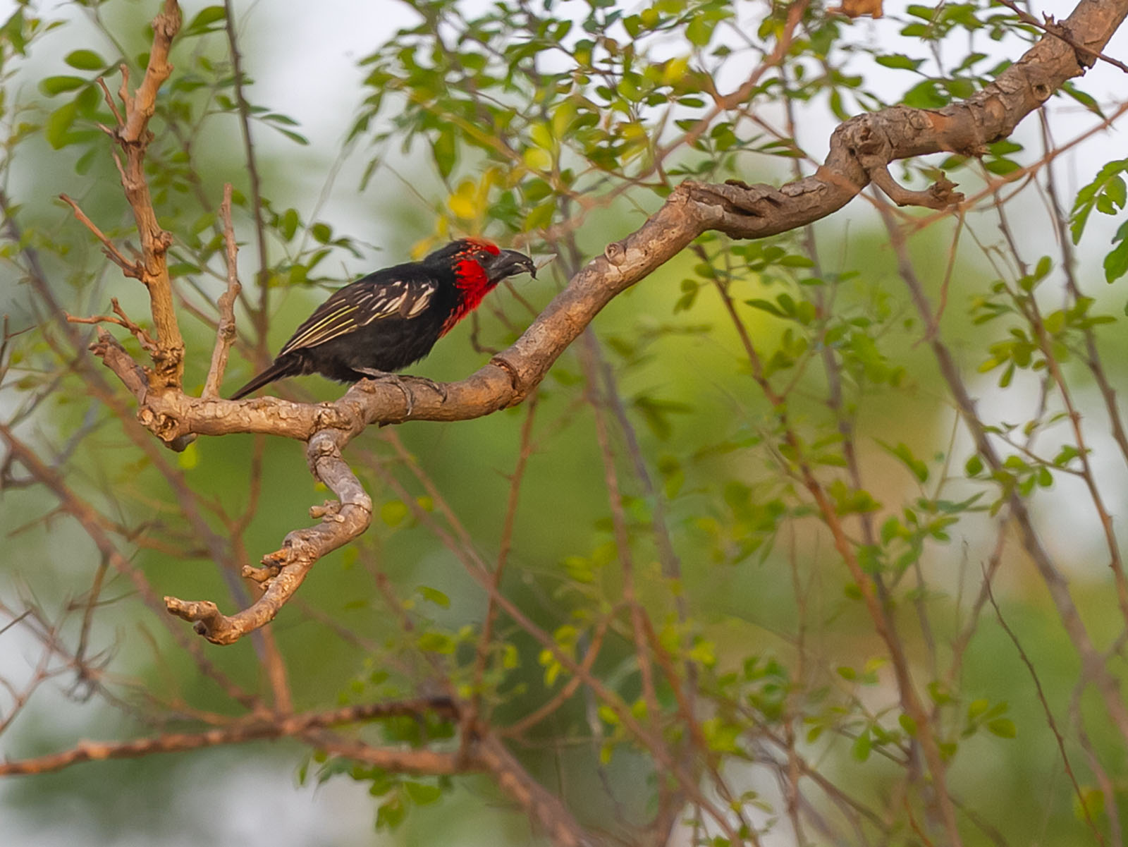 Black-billed barbet with food in beak, on a tree branch; photograph - Wildlife & Wilderness taken on birdwatching safari in Uganda