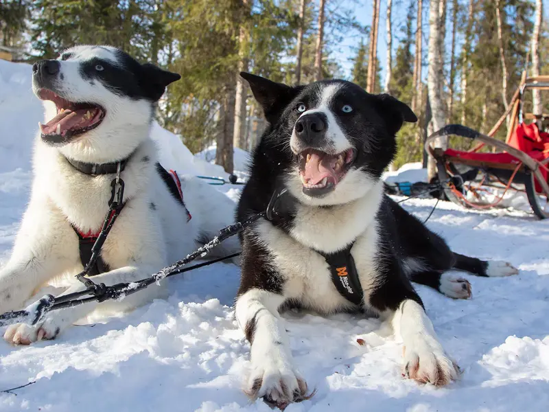 Two huskies rest in the snow at Pallas Husky in Finnish Lapland