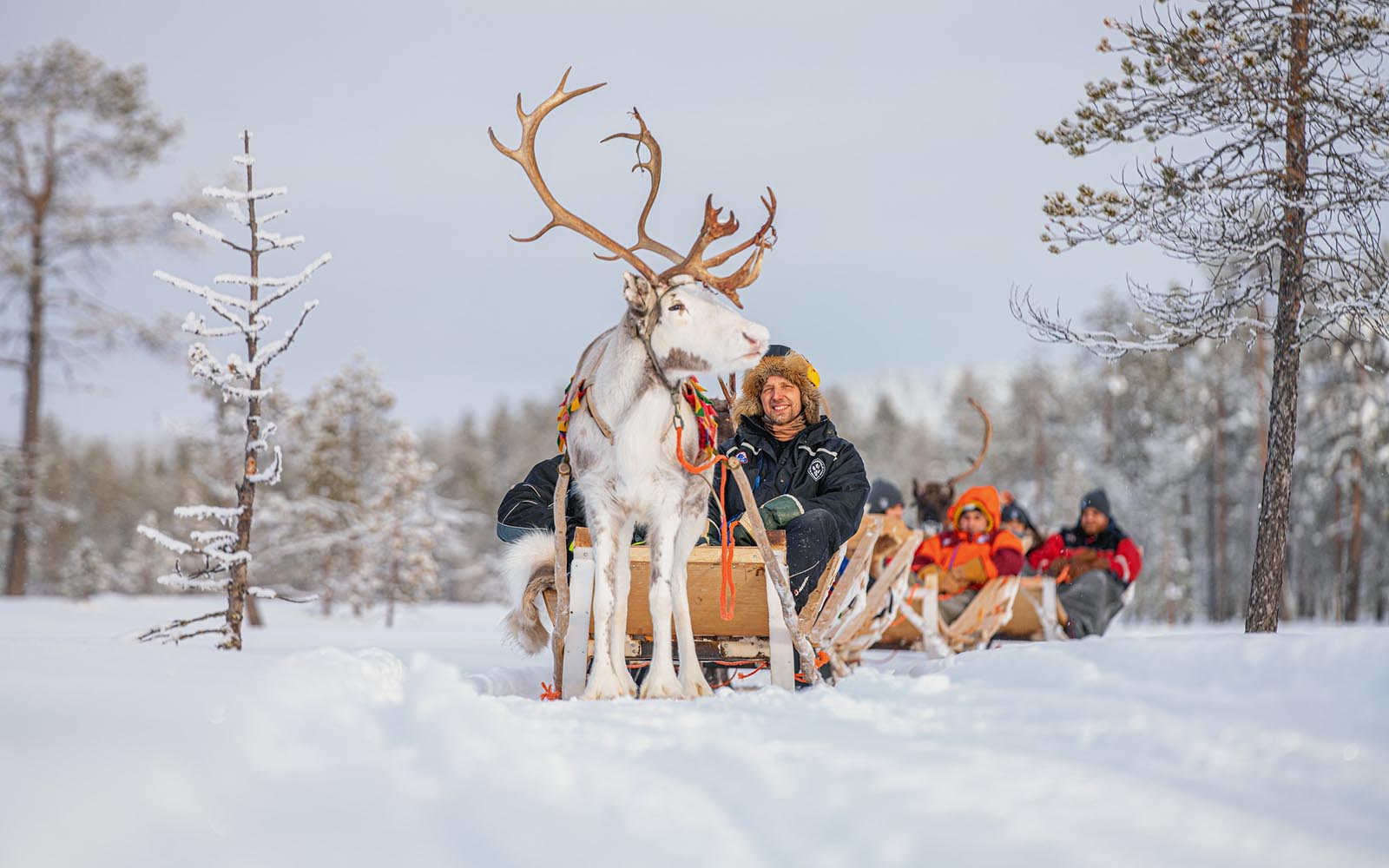 A reindeer sleigh ride pauses in the snowy landscape in Lapland, Finland. 