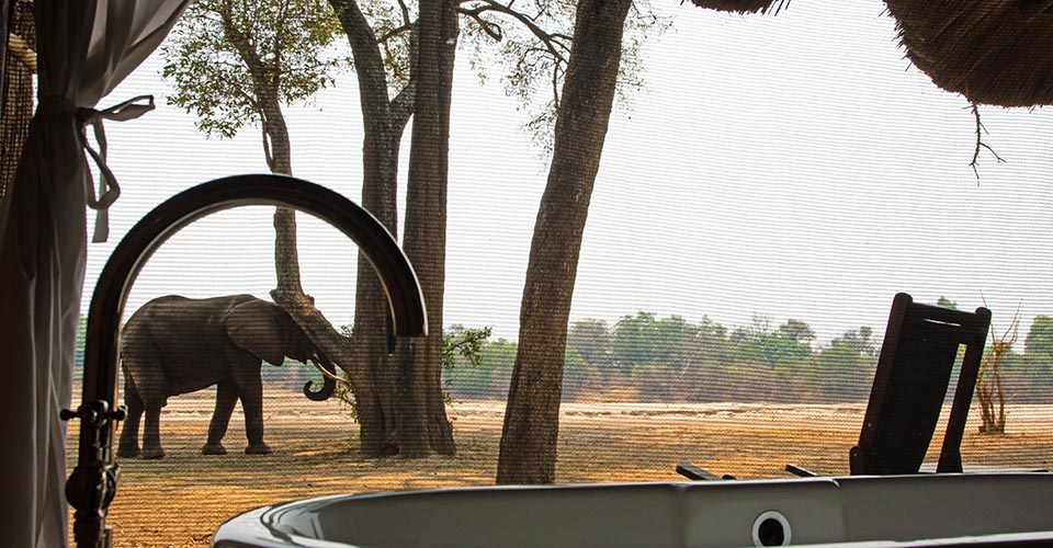 An elephant passes under the bath tap at Mchenja camp, South Luangwa, Zambia: photo by Wildlife & Wilderness