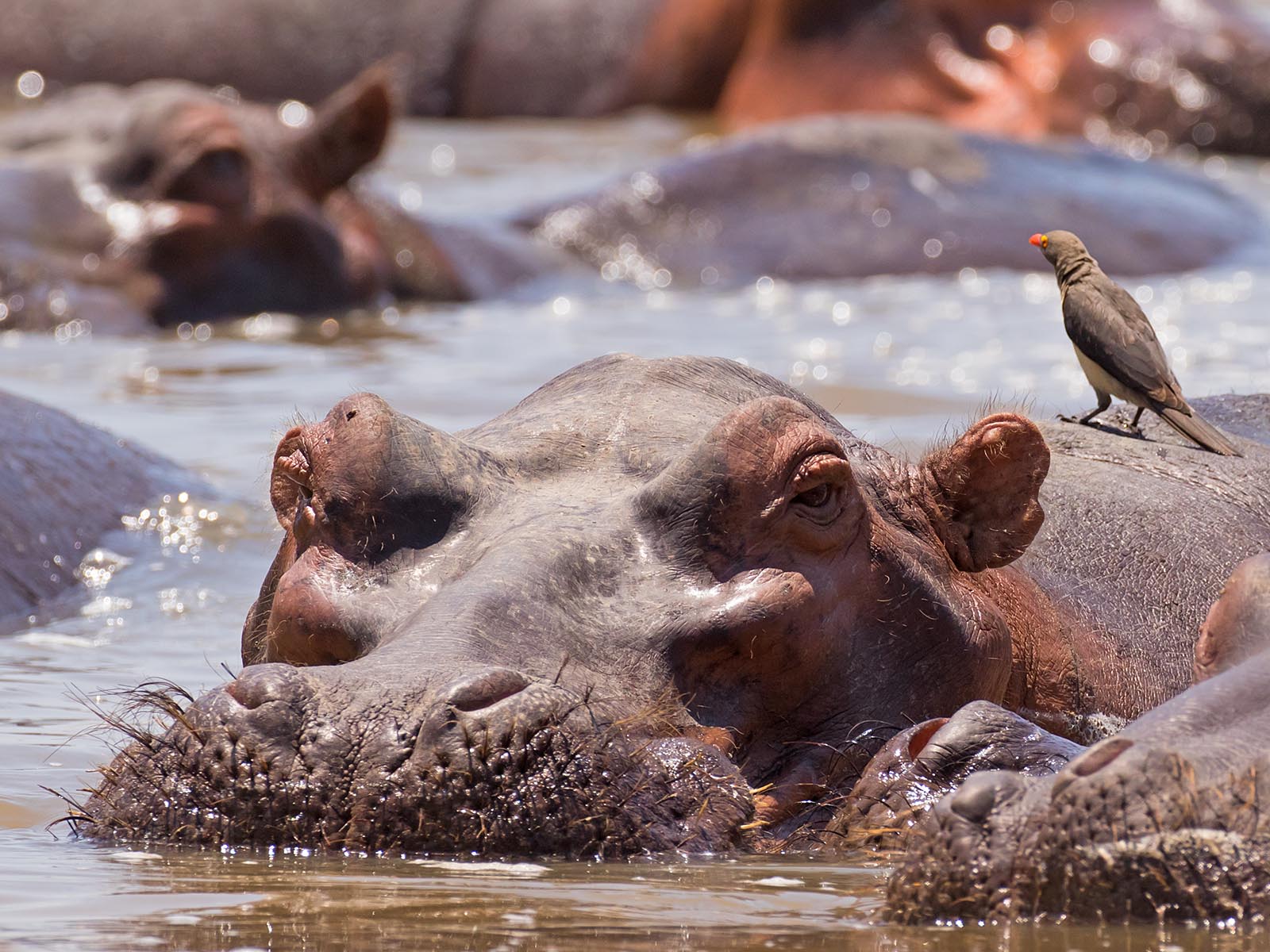 Portrait of a hippo in water with red-billed oxpecker; photo taken from a wildlife hide in South Luangwa National Park by Wildlife & Wilderness on safari in Zambia