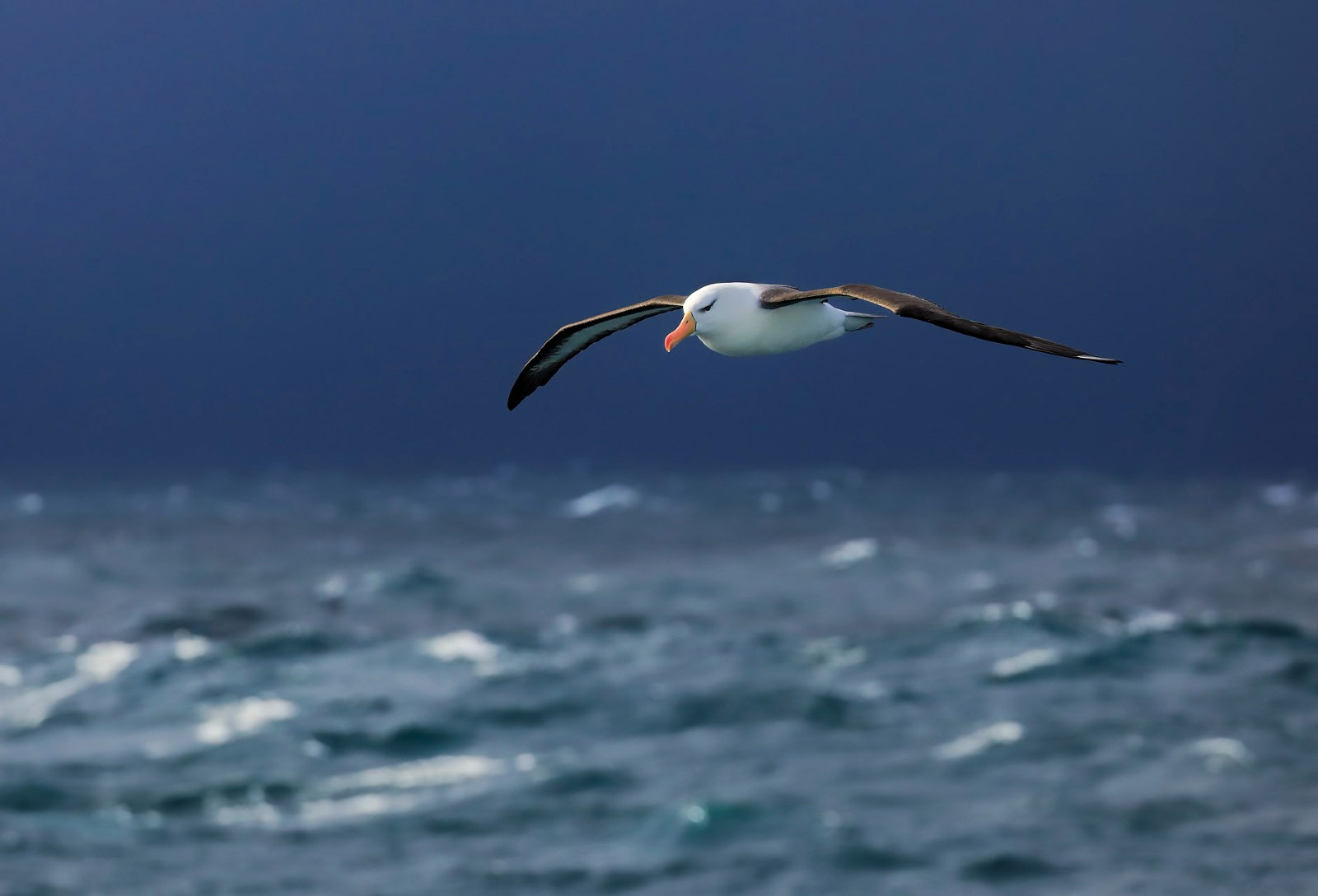 An albatros sores above the ocean with a moody sky, Antarctica