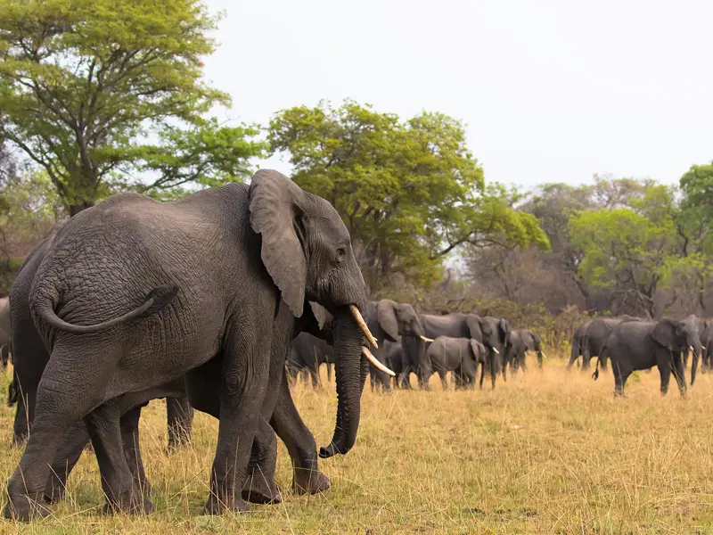 Large elephant herd moving from the grasslands into the woodland on Busanga Plains, Kafue National Park; photograph taken on safari in Zambia - Wildlife & Wilderness