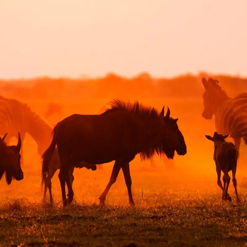 Red glow of sunset and silhouette of wildebeest and calves on Busanga Plains, Kafue National Park; photograph taken on safari in Zambia by Wildlife & Wilderness