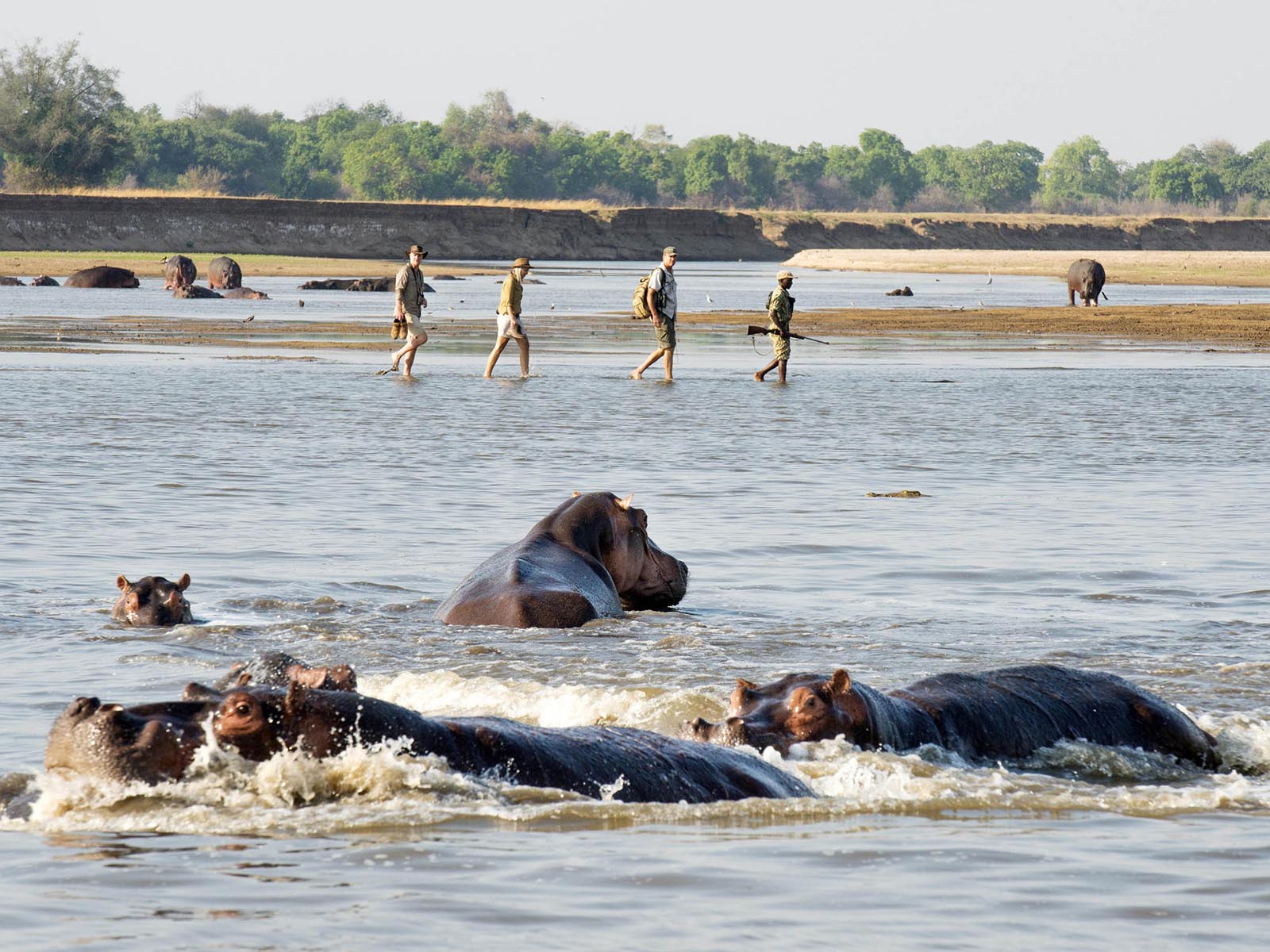 Photograph of hippos in a river and people on a walking safari behing - Shenton Safaris, Zambia