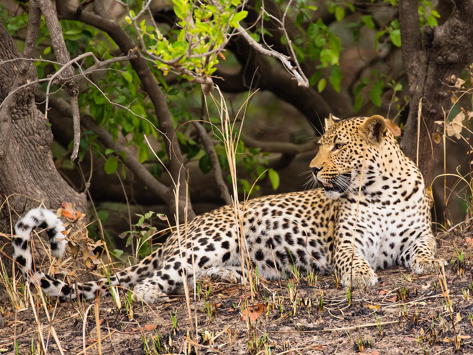 Leopard resting in Kafue National Park; photograph by Wildlife & Wilderness taken on safari in Zambia