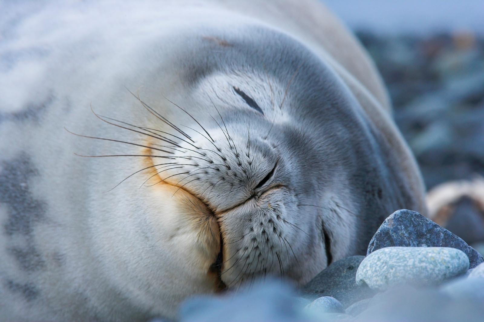 Sleeping seal on a stony beach in Antarctica
