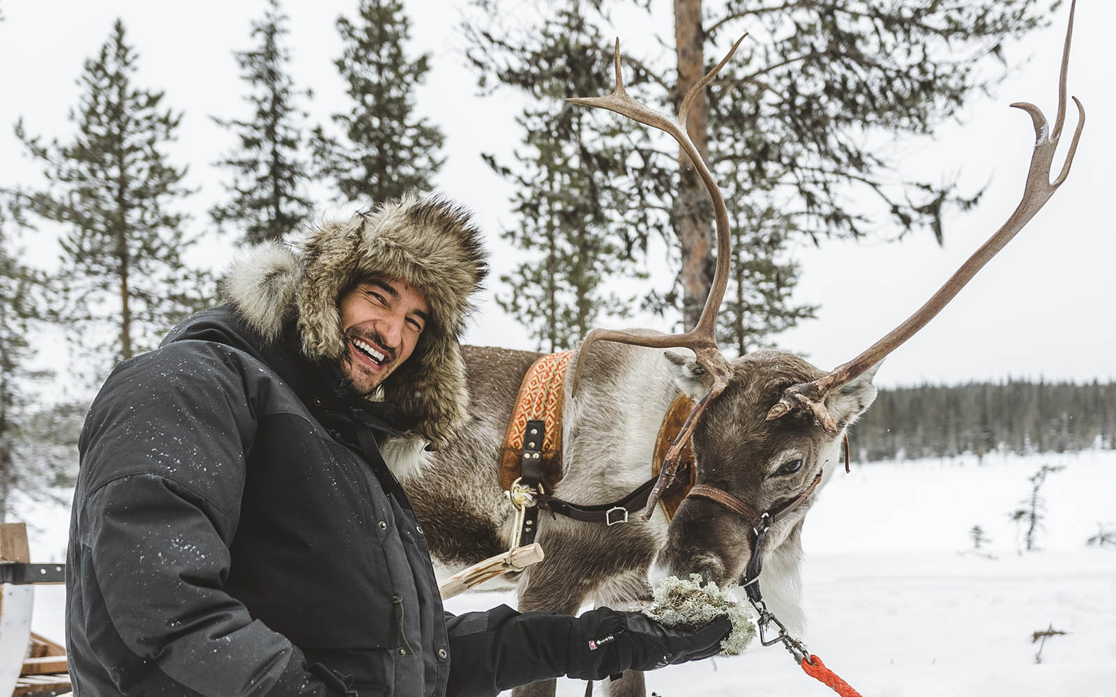 A laughing man happily feed a friendly reindeer some lichen from his hand during a reindeer experience in Finnish Lapland 