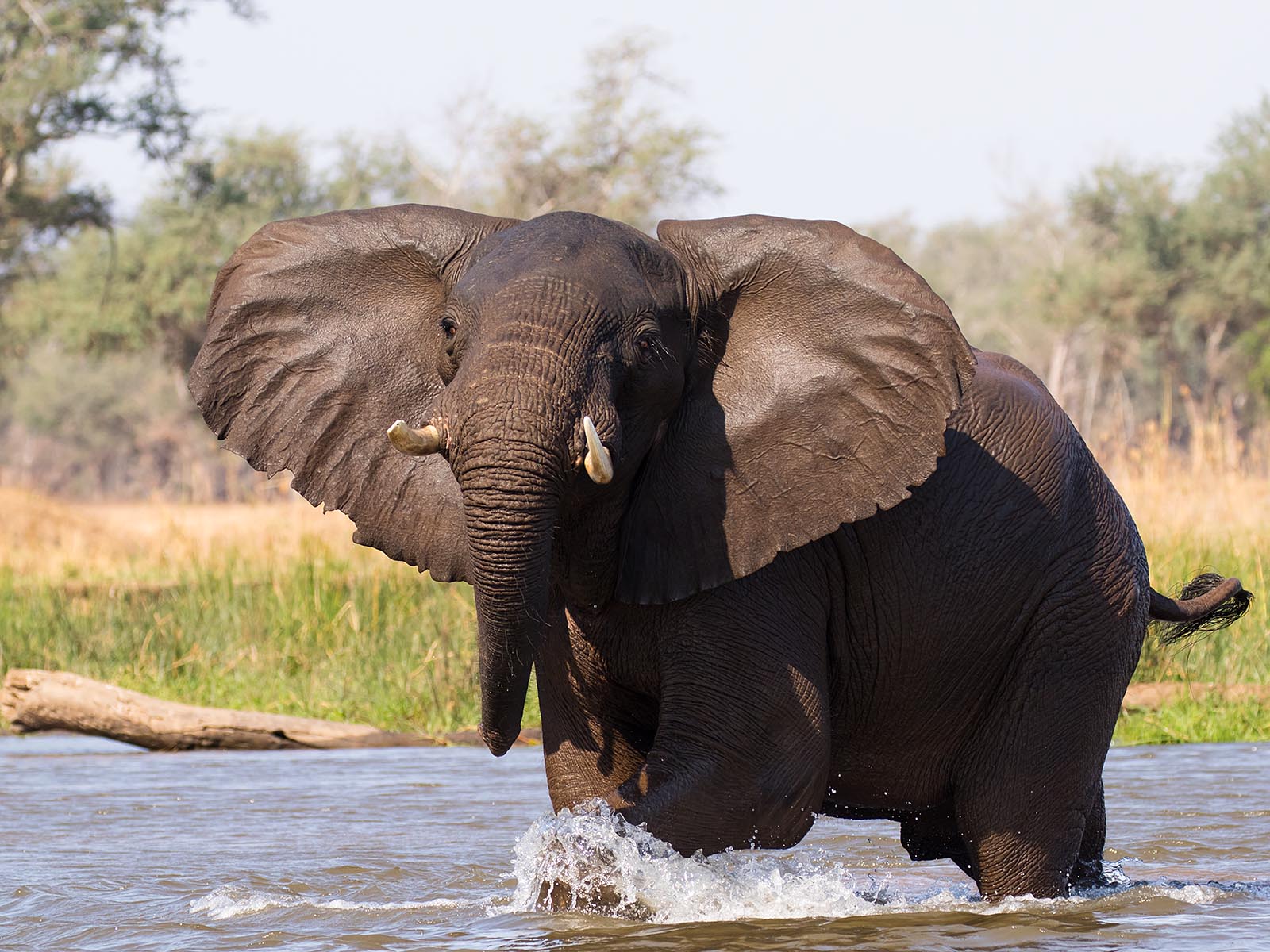 Large elephant wading towards the camera in the Zambezi River, Lower Zambezi National Park; photograph taken from a boat on safari in Zambia - Wildlife & Wilderness