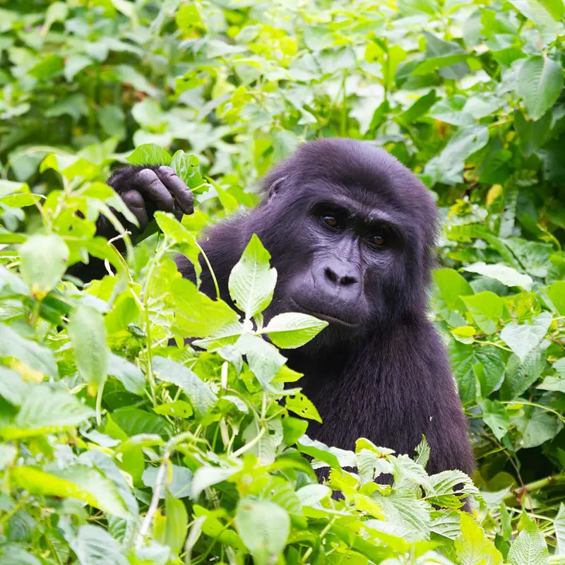 Adolescent mountain gorilla in bushes at Bwindi Impenetrable Forest National Park, photograph from gorilla trek in Uganda - Wildlife & Wilderness