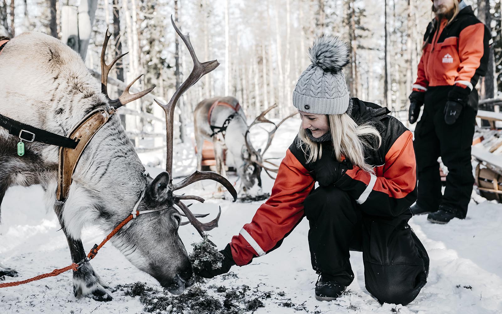 A happy lady with long blonde hair and grey bobble hat feeds a friendly reindeer some lichen from her hand at a reindeer farm enclosure in Lapland, Finland