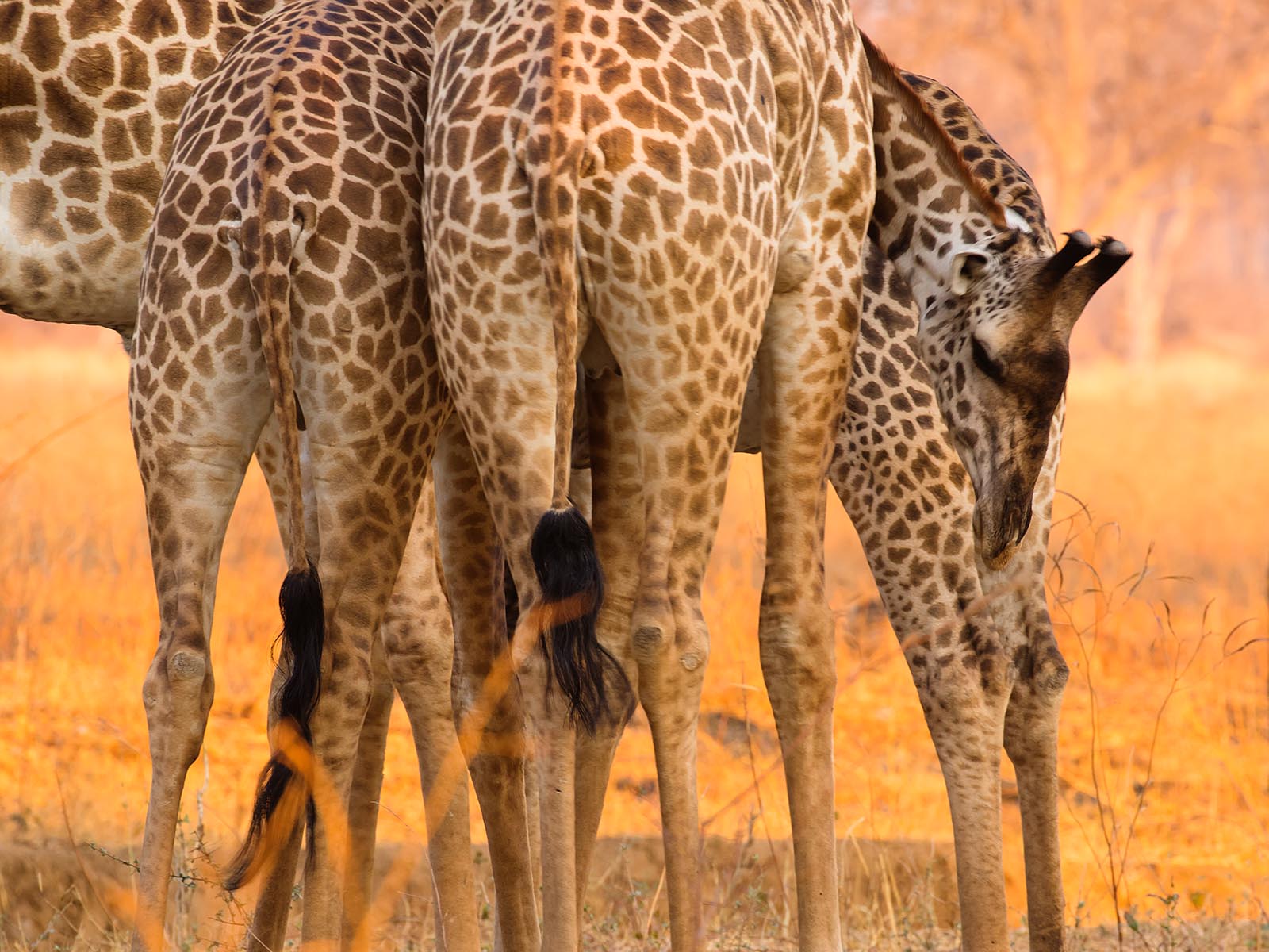 Thornicroft's giraffe legs and a head, photograph taken on safari in South Luangwa National Park, Zambia by Wildlife & Wilderness