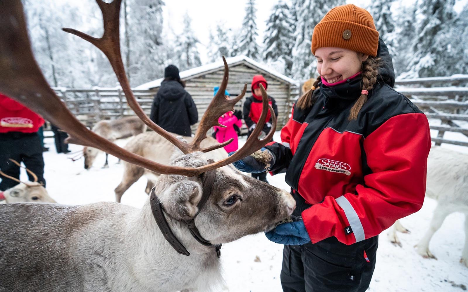 A person in Arctic winter clothing hand feeds lichen to a friendly reindeer with huge antlers during a reindeer encounter in Ruka, Finland