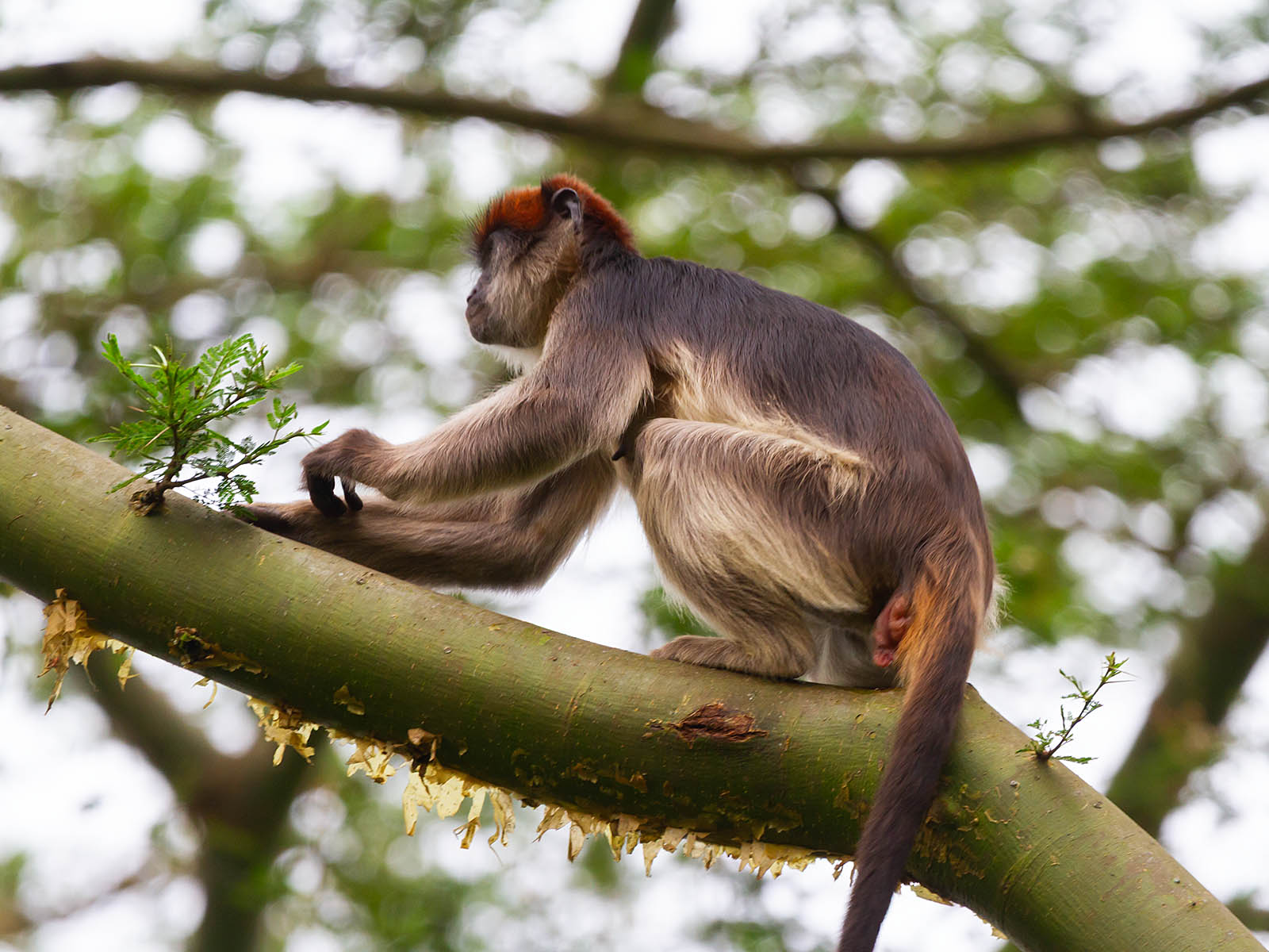 Uganda red colobus monkey on a tree branch in Bigodi Wetland Sanctuary, photograph taken on Uganda primate safari - Wildlife & Wilderness
