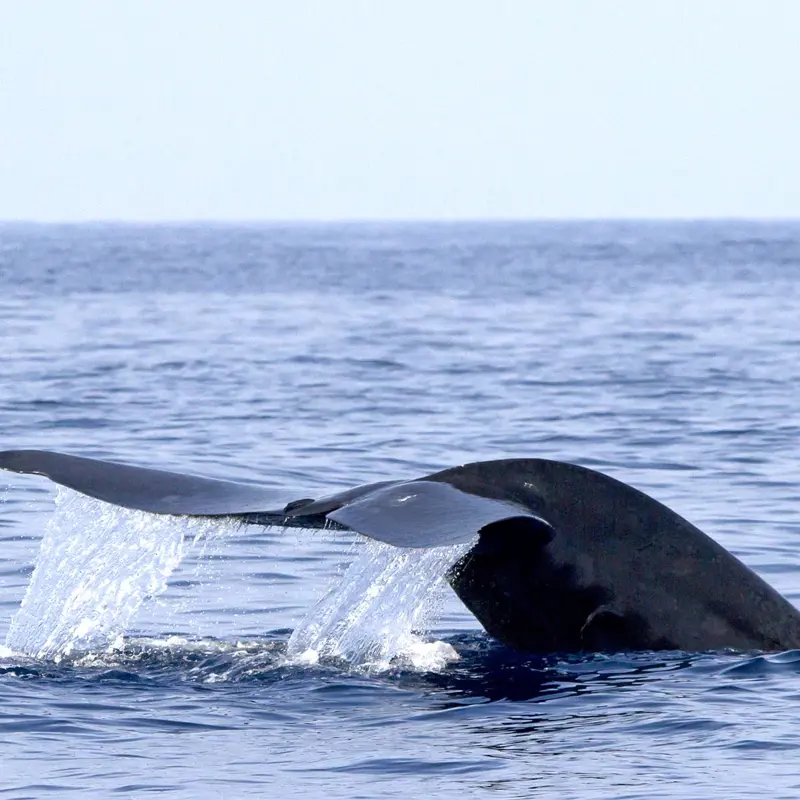 whale tail and diving whale Mirissa, Sri Lanka
