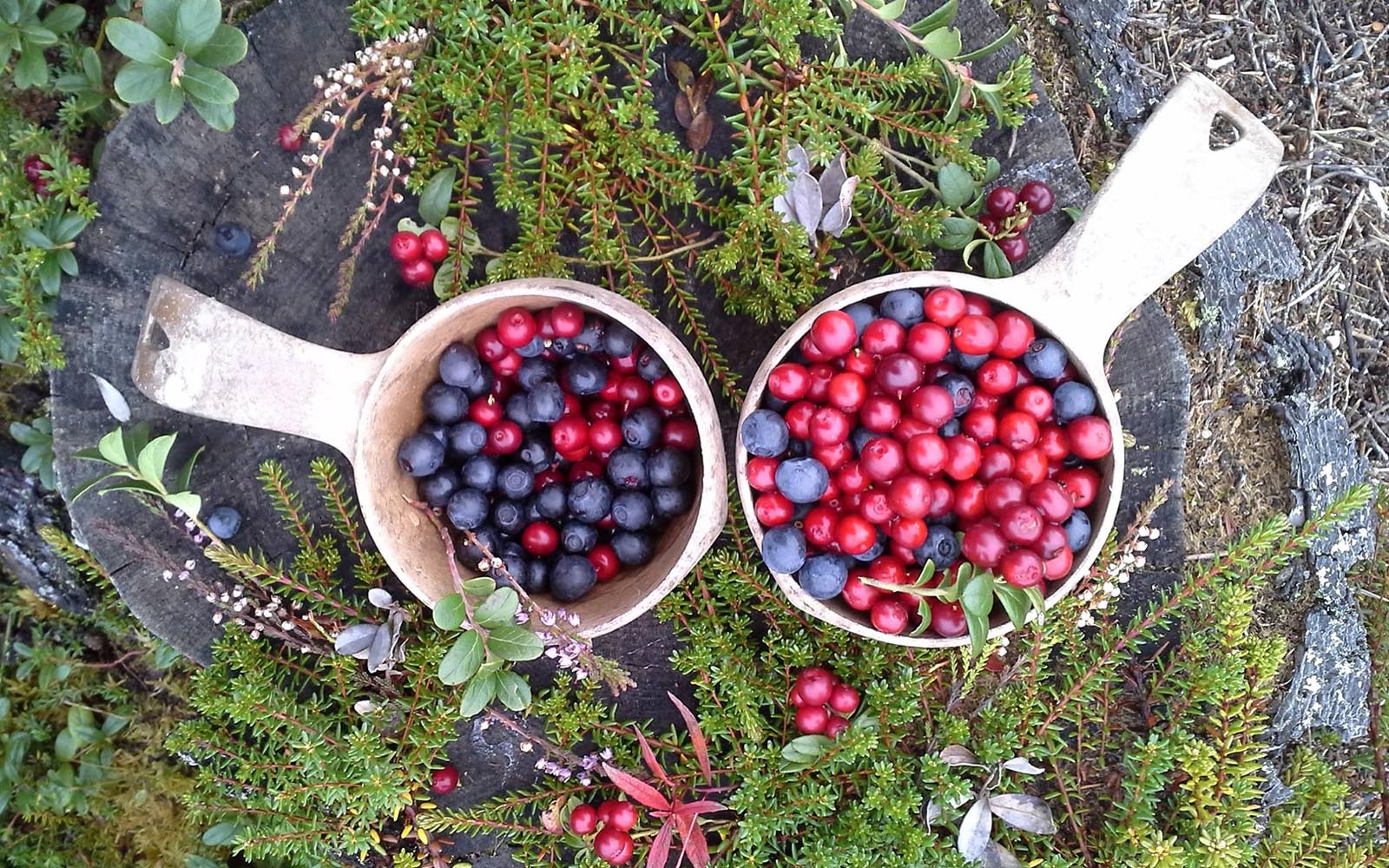 Two wooden Nordic kuska cups filled with red and black berries are nestled in natural foliage in the Finnish outdoors in autumn