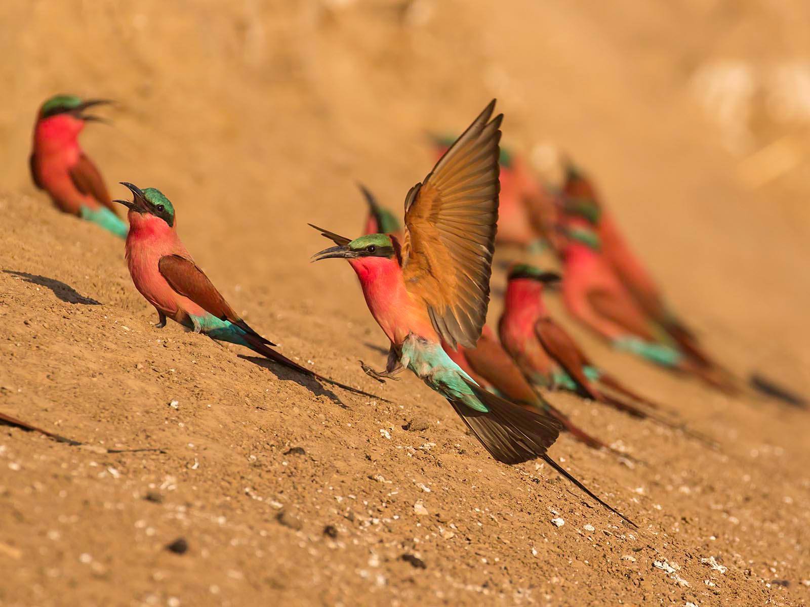 Carmine bee-eaters on a riverbank in South Luangwa National Park; photograph taken from a hide birdwatching on safari in Zambia by Wildlife & Wilderness