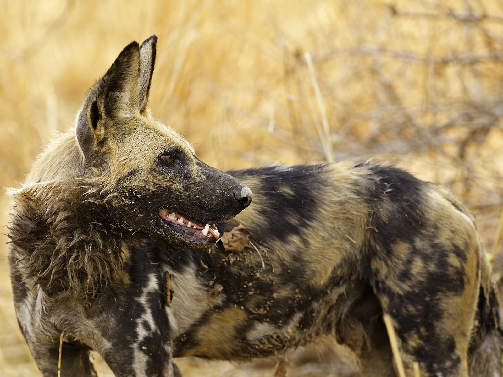 Portrait of an African wild dog, or painted wolf, looking over its shoulder, South Luangwa National Park; photograph taken on safari in Zambia by Wildlife & Wilderness