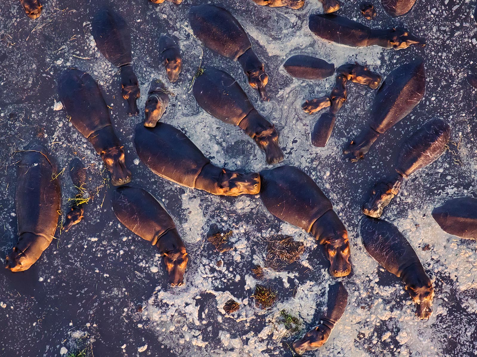 Overhead view of hippopotamuses in a pool, Busanga Plains, Kafue National Park; photograph taken from a hot air balloon safari in Zambia by Wildlife & Wilderness