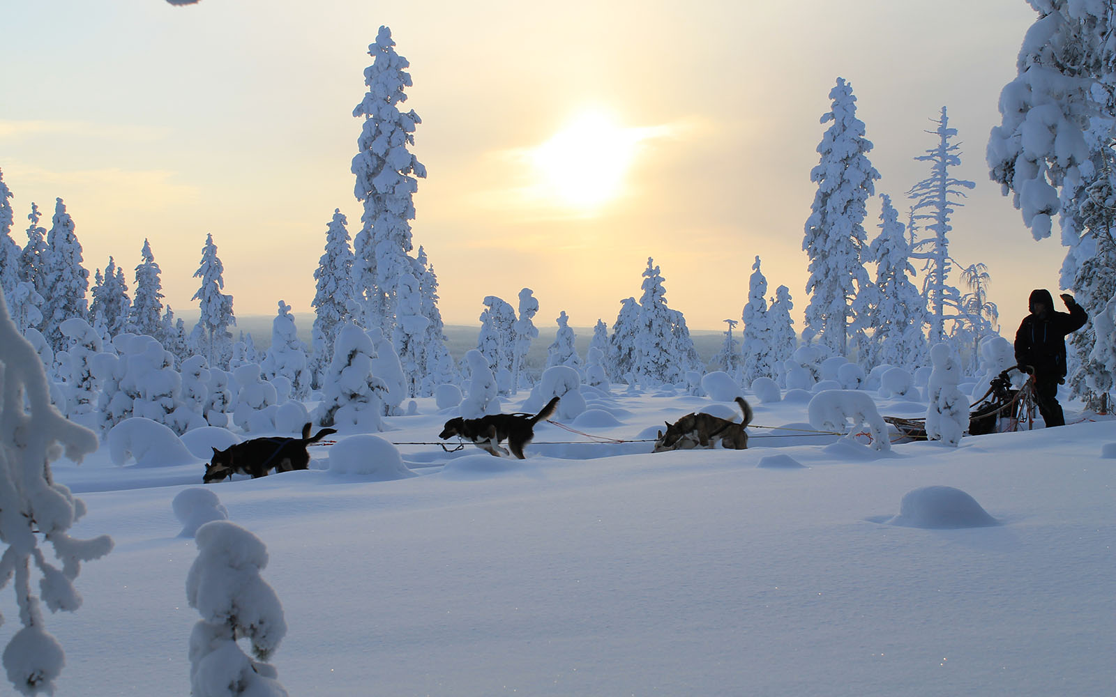 A husky dog team runs through deep powder snow pulling the sled with a solo musher onboard in the Finnish wilderness.  Tall trees are encased in snow and the sun is hazy in the sky