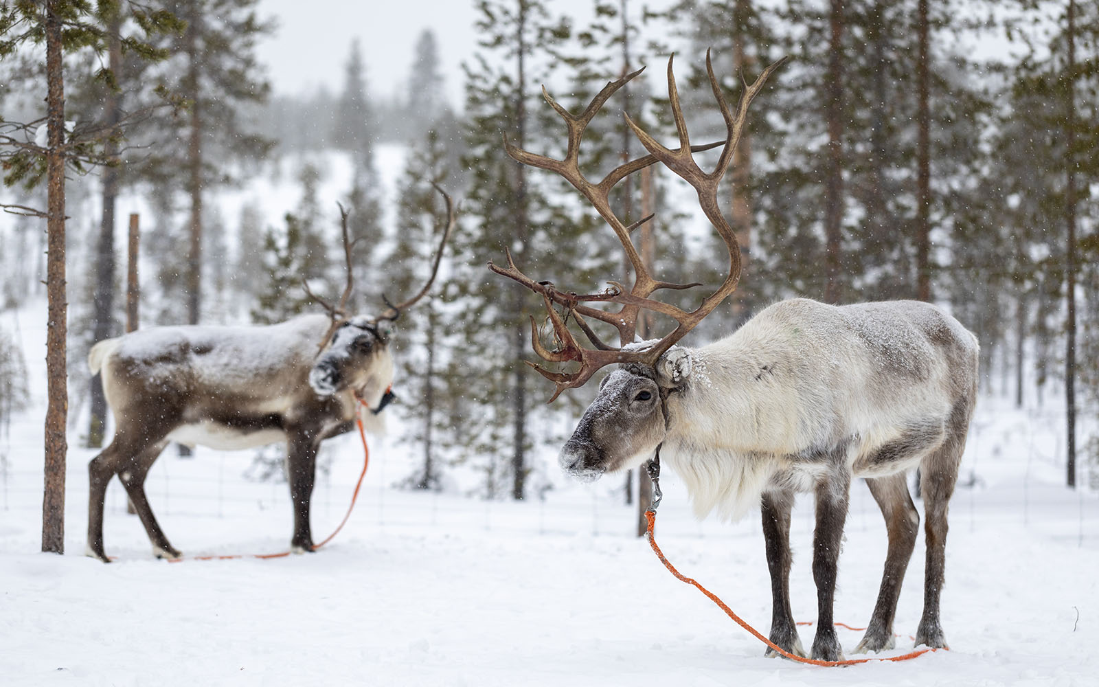 Two reindeer stand in a snowy landscape in Finnish Lapland. One has huge antlers and they are both harnessed with an orange lead