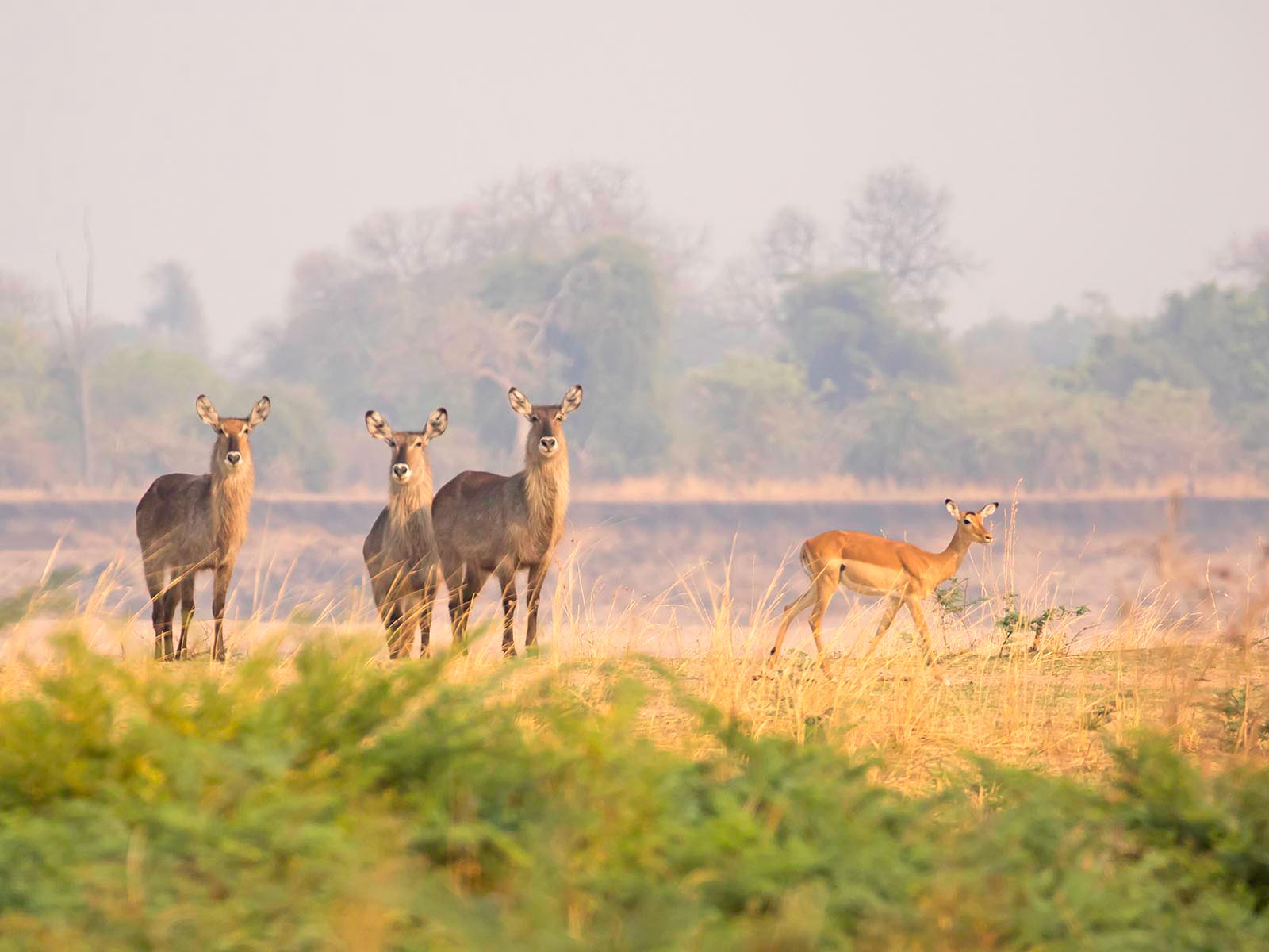 Three waterbuck and an impala on the riverbank in morning light; photograph taken on safari in South Luangwa National Park by Wildlife & Wilderness