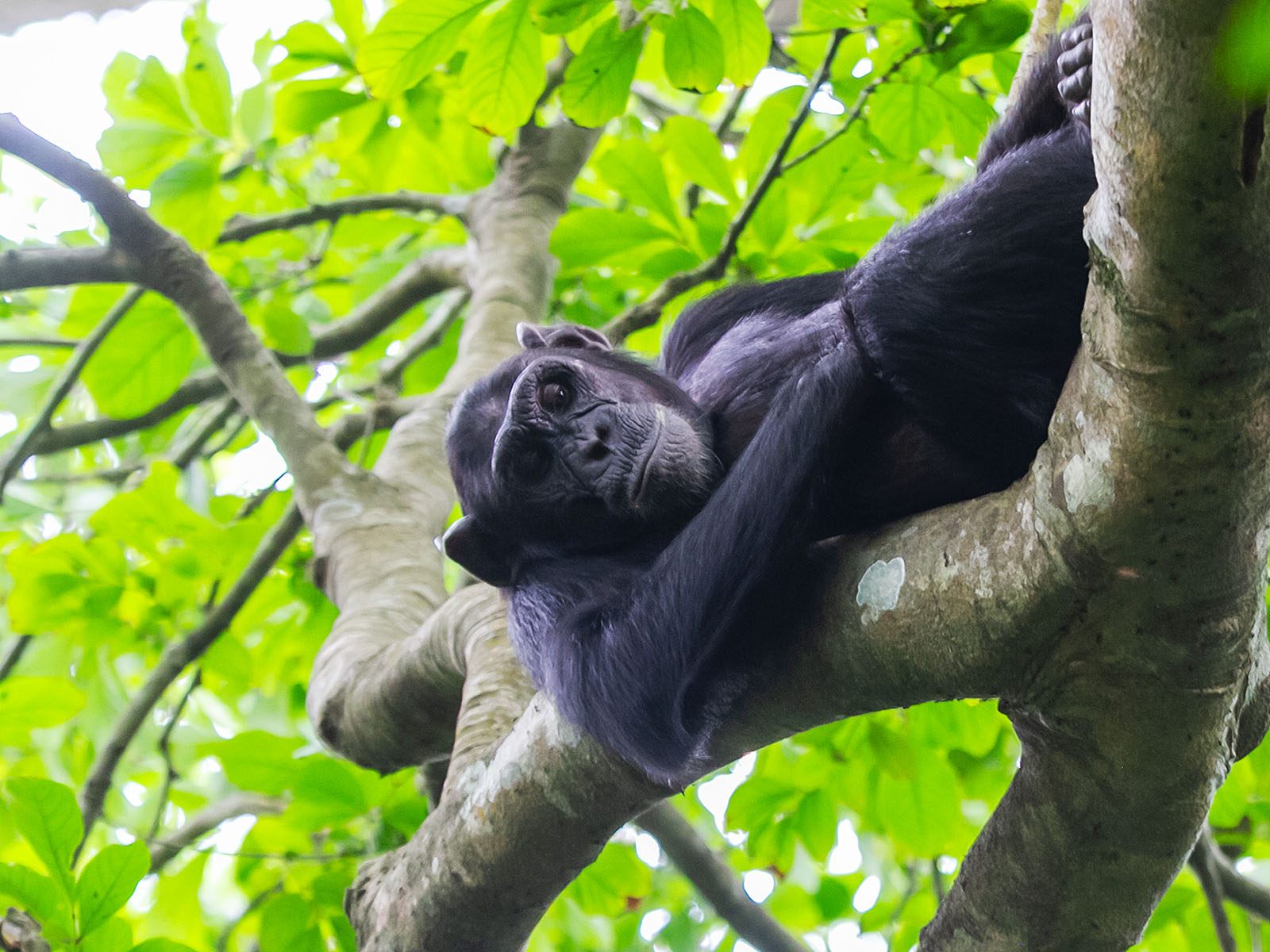 Male chimpanzee lying in tree branches at Budongo Central Forest Reserve, photograph taken on safari in Uganda - Wildlife & Wilderness