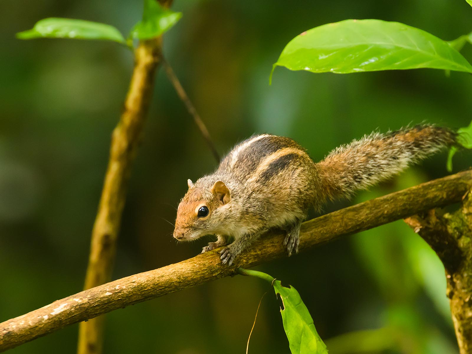 Squirrel in Sinharaja rainforest, Sri Lanka