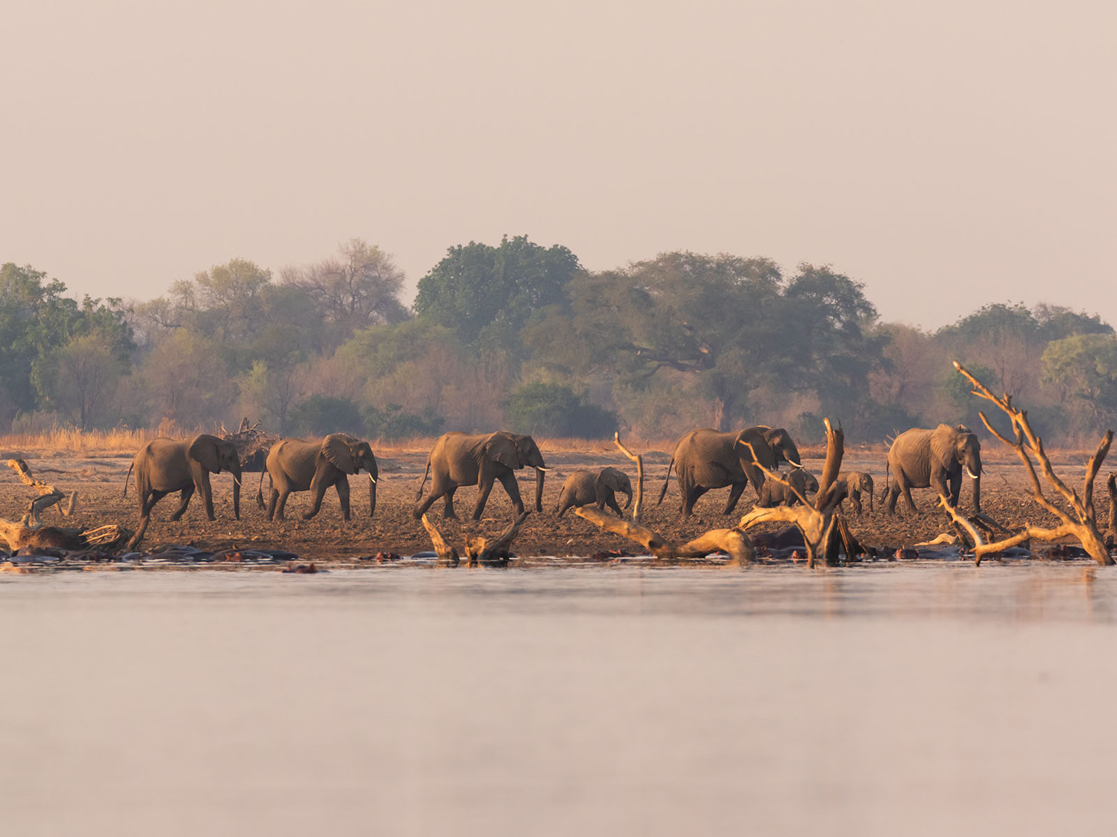 Photograph of elephants by the Luangwa River, South Luangwa National Park
