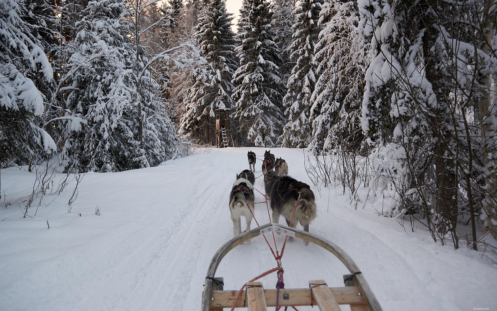 The view of the snowy trail as seen from sledge during a dog sled safari in Swedish Lapland
