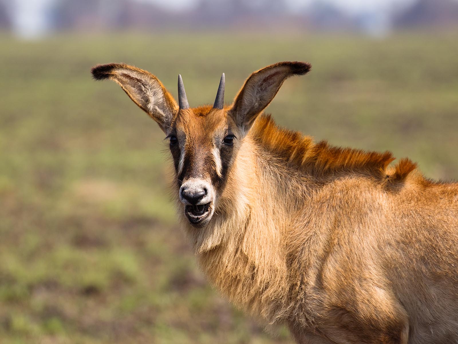 Roan antelope portrait photograph taken by Wildlife & Wilderness on safari in Busanga Plains, Kafue National Park, Zambia