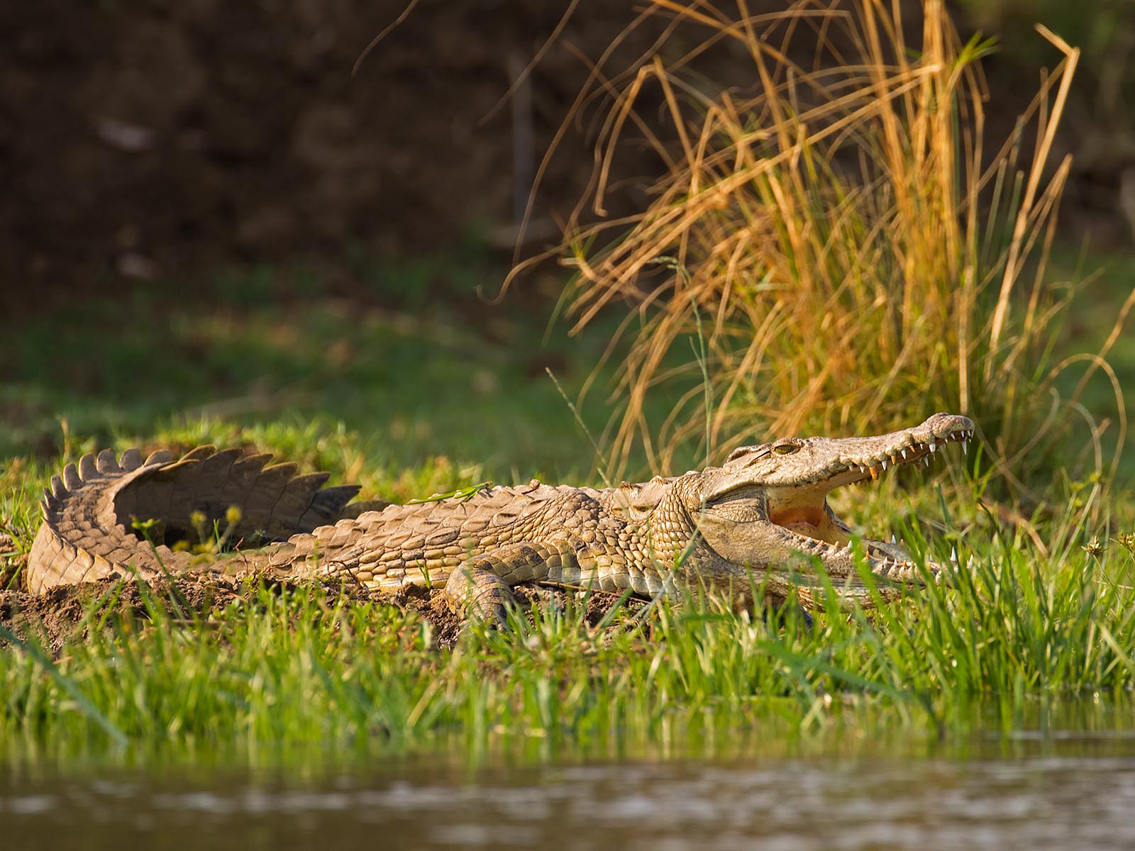 Nile crocodile thermoregulating with mouth open on the river bank; photo taken in Lower Zambezi National Park on a canoe safari in Zambia by Wildlife & Wilderness