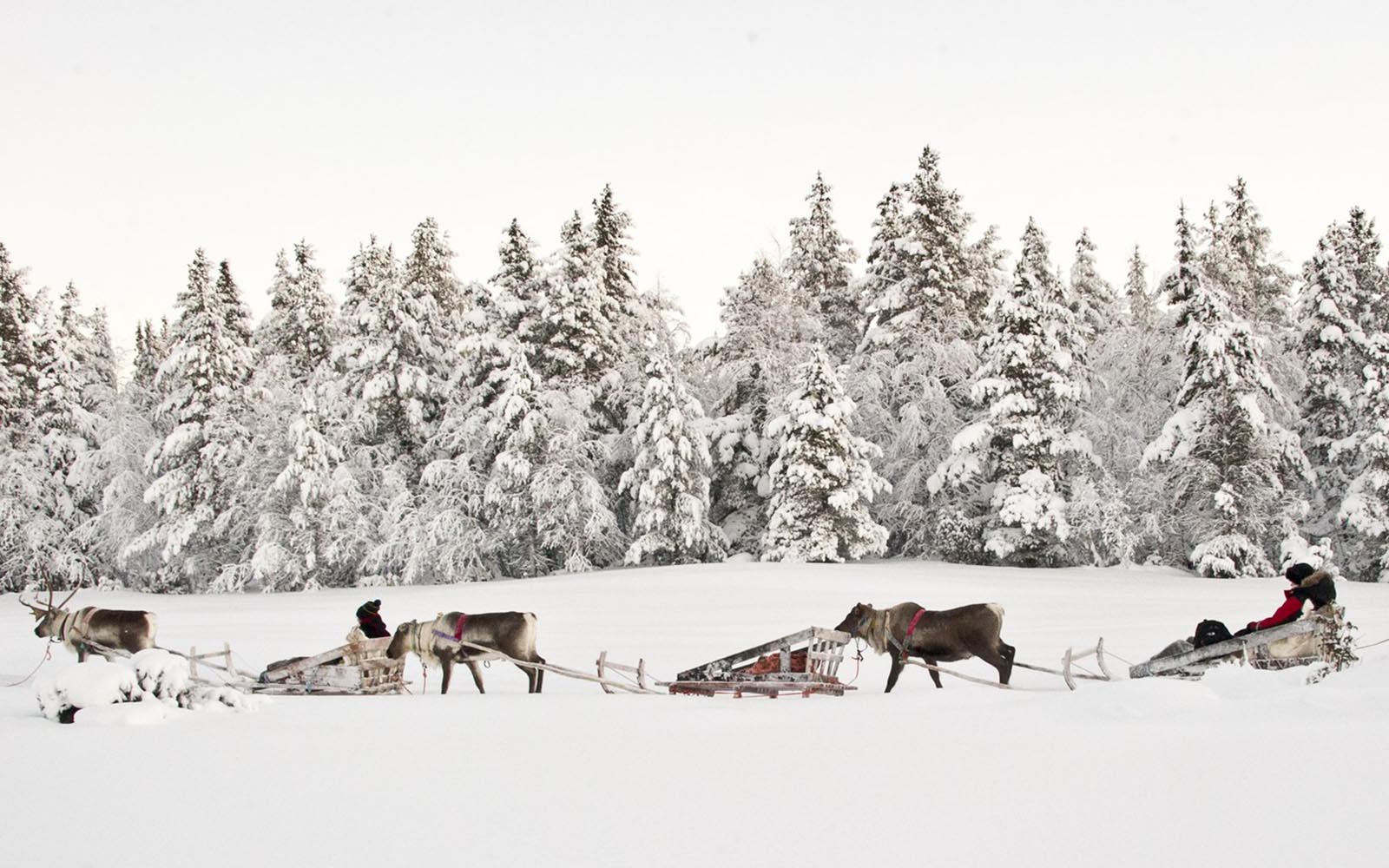 Reindeers walk in line towing sleighs along a frozen pathway backed by snow laden trees in Finnish Lapland