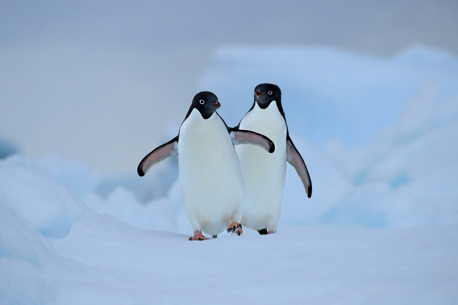 A couple of penguins walk an icy path, Antarctica