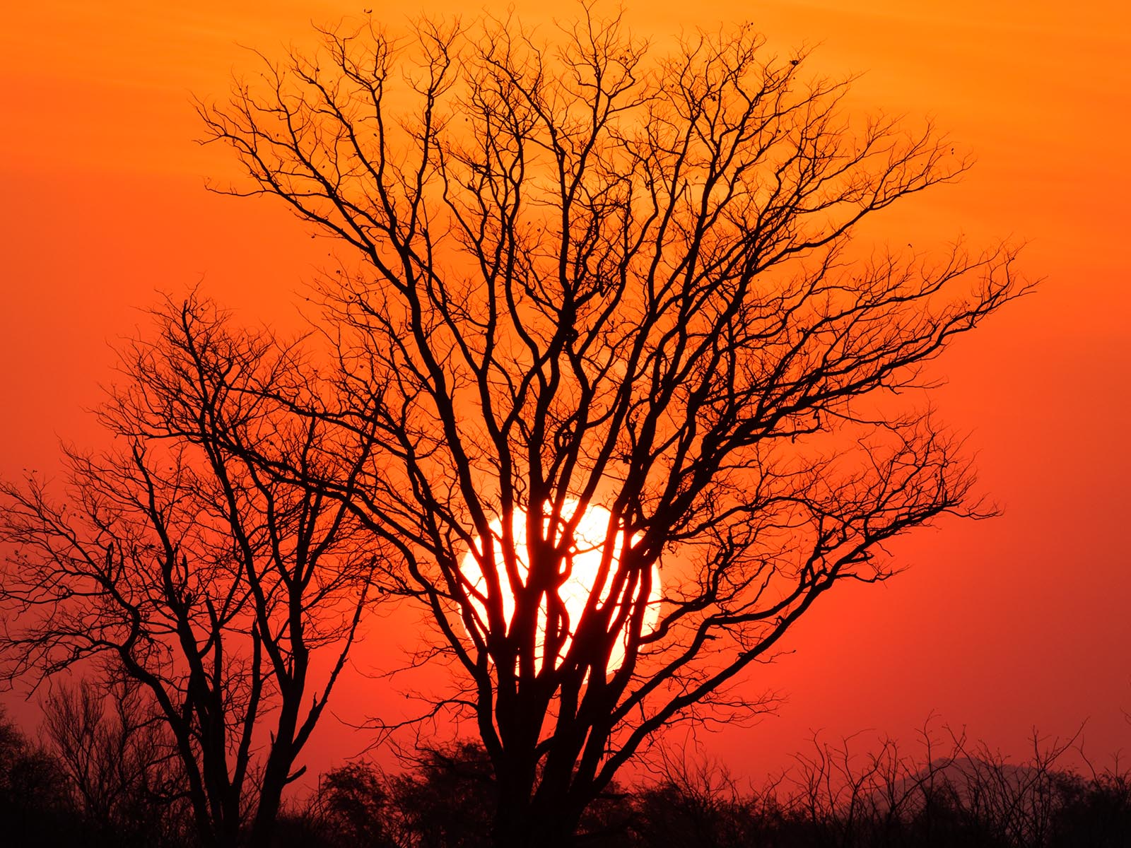 Sunset through a tree; photograph taken on a sunset cruise on the Zambezi River in Lower Zambezi National Park whilst on safari in Zambia - Wildlife & Wilderness