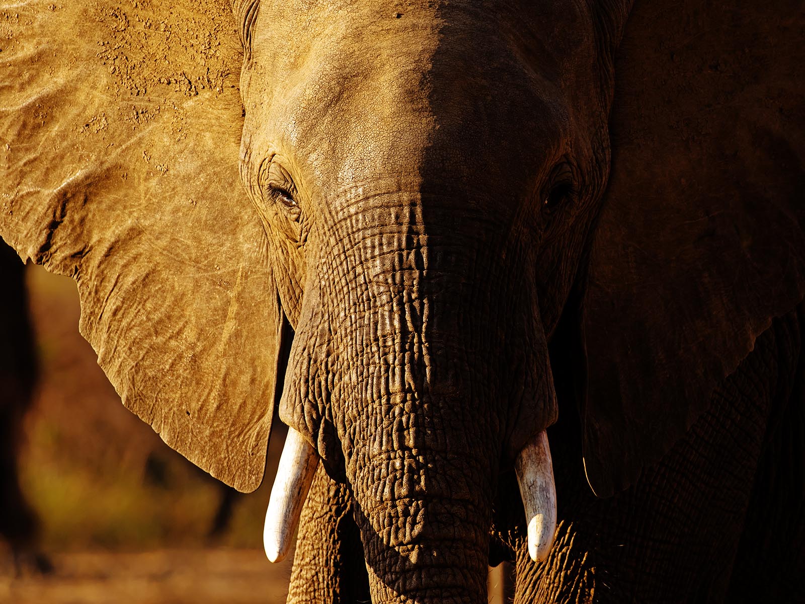 Elephant portrait in beautiful light; photo taken in Lower Zambezi National Park whilst on safari in Zambia by Wildlife & Wilderness