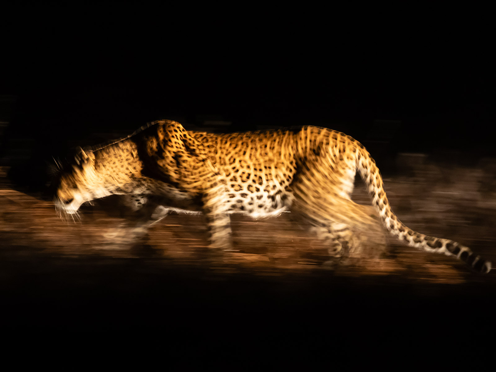 Leopard prowling at night in Lower Zambezi National Park; photography taken on safari in Zambia by Wildlife & Wilderness