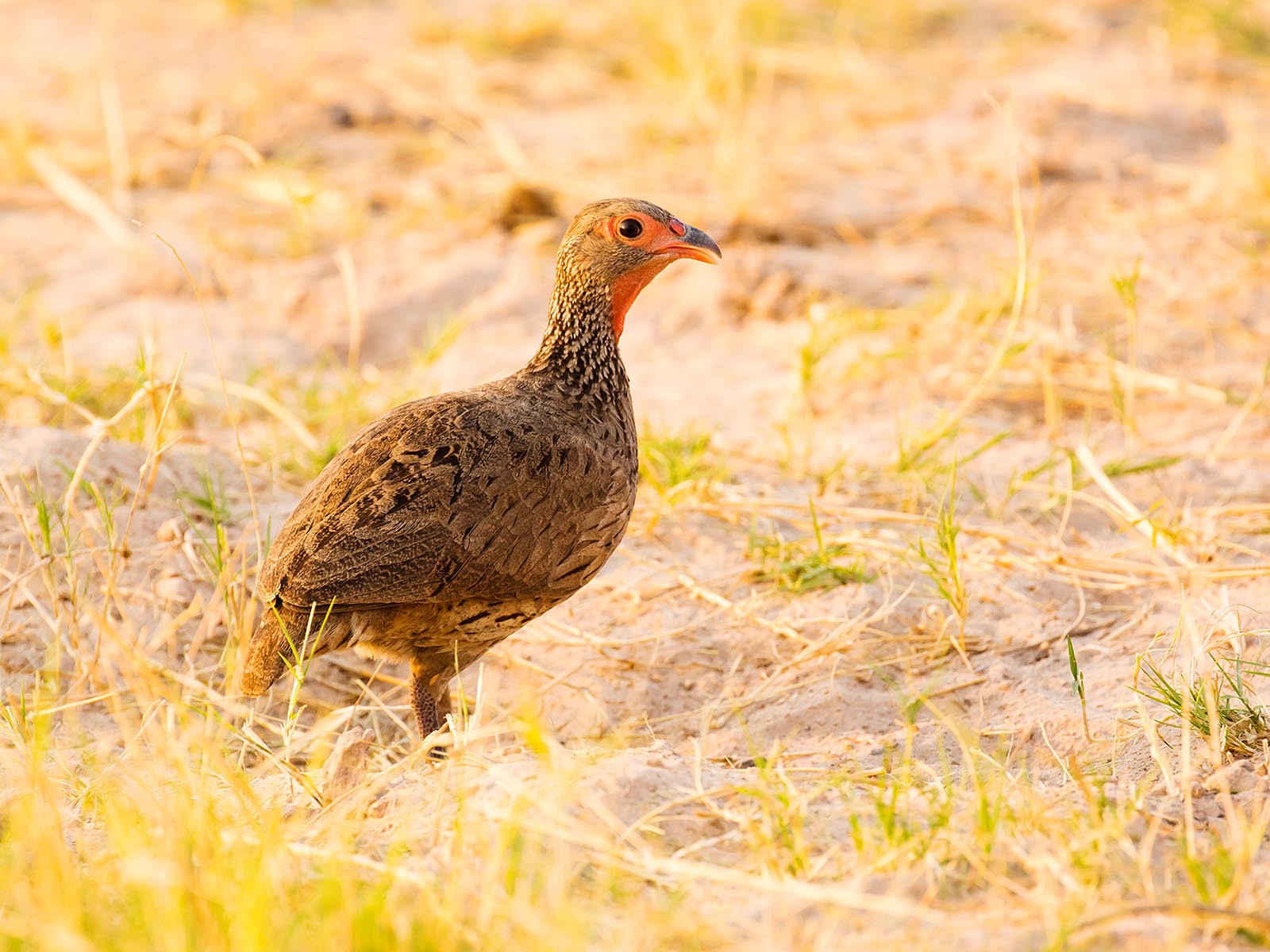 Red-necked spurfowl, near Musekese Camp, Kafue National Park; photograph taken by Wildlife & Wilderness on a birdwatching safari in Zambia