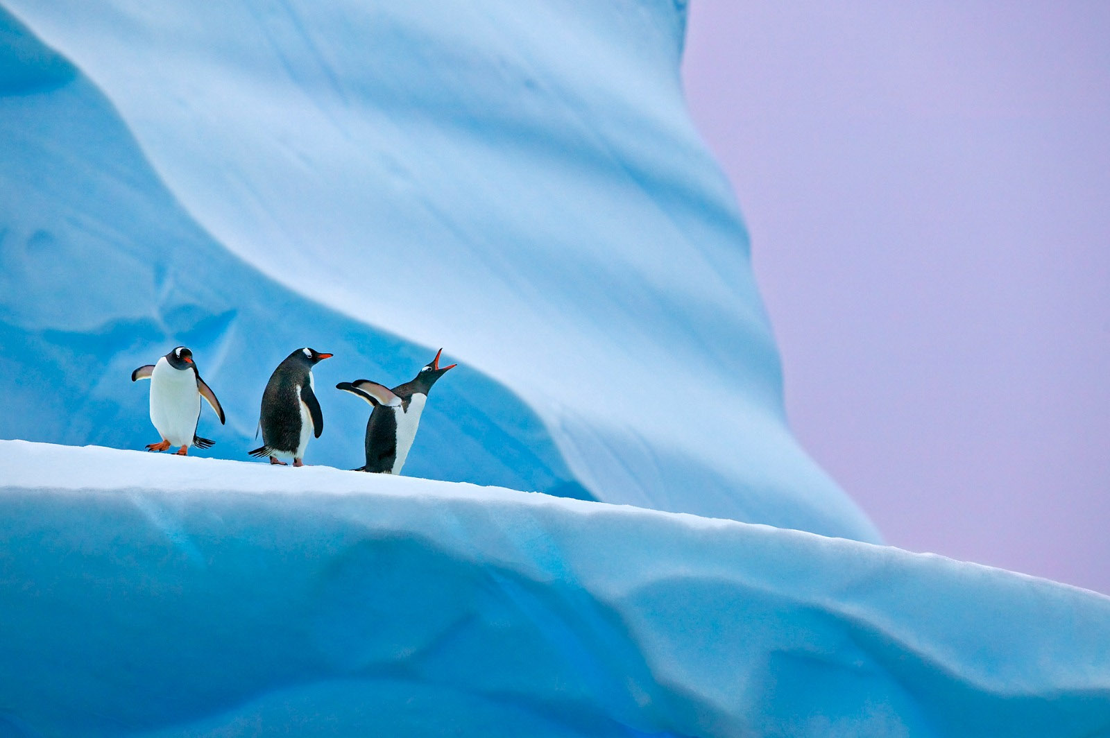 Penguins on an iceberg with one calling, Antarctica