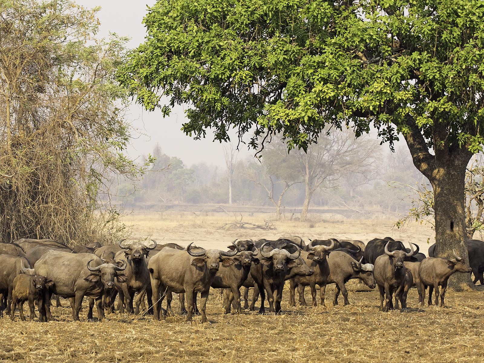 A large herd of Cape Buffalo stand close to the river bank in South Luangwa National Park; photograph taken on safari in Zambia - Wildlife & Wilderness
