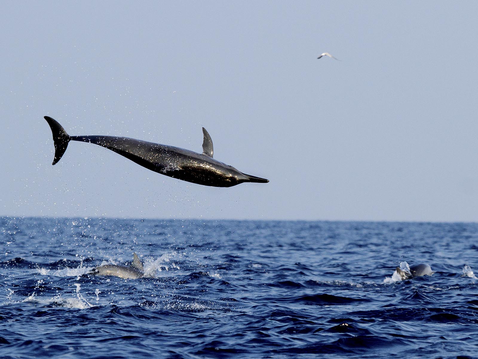 spinner dolphins, Sri Lanka