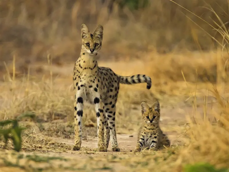 Serval mother with tail pointing at her cub; photograph taken early morning in Kafue National Park whilst on safari in Zambia by Wildlife & Wilderness