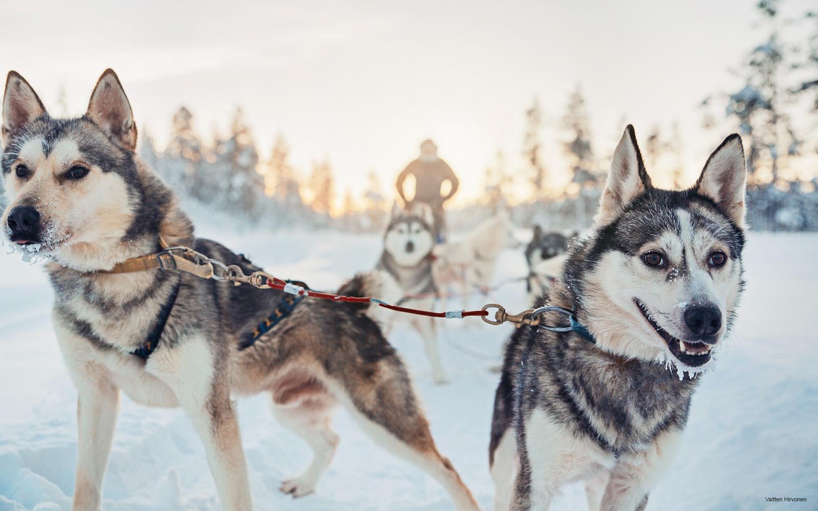 Eager huskies strain at the guide rope, ready to run on a husky safari in Finnish Lapland
