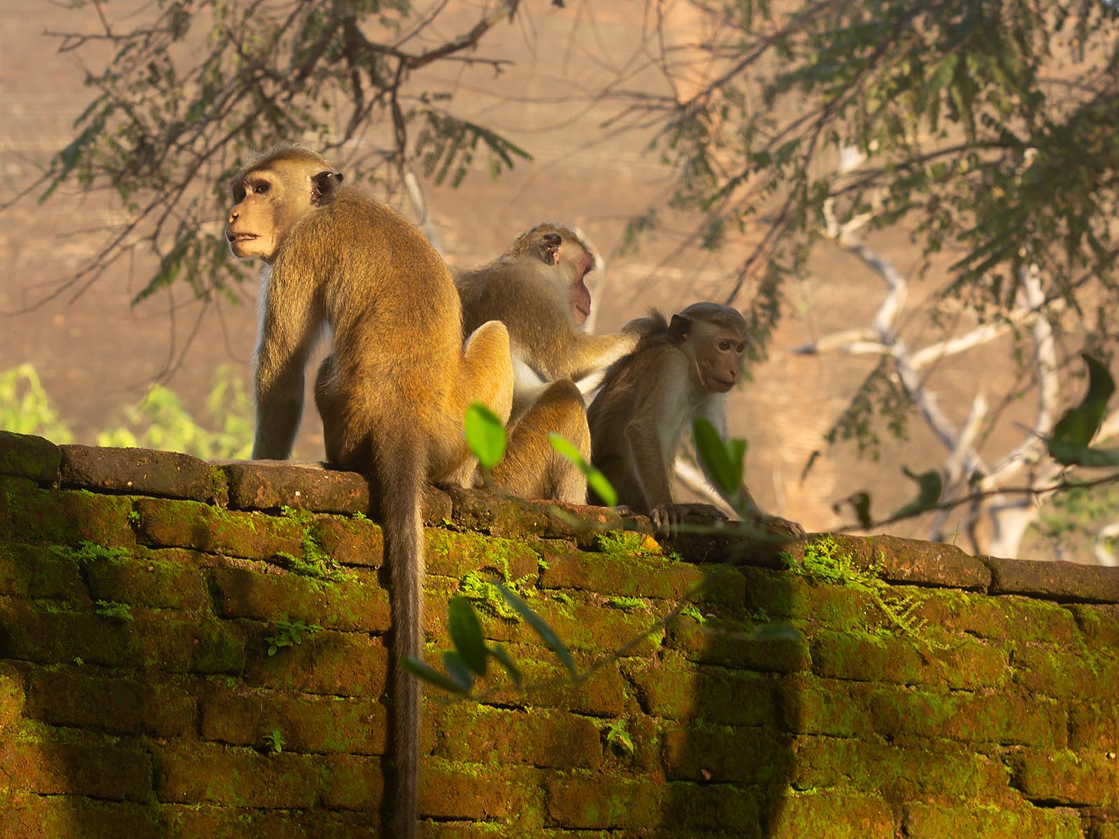 Habituated primates at Polonnaruwa, Sri Lanka